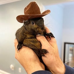 #1 TikTok Squirrel